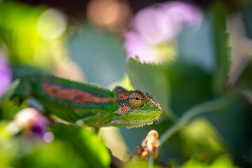 Chameleon in the foliage