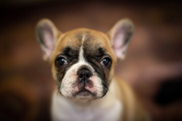 French Bulldog Puppy Portrait