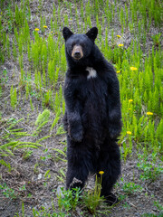 Obraz premium black bear in the nature