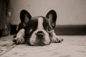Black & White French Bulldog Puppy 