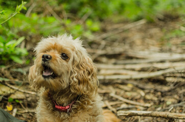 Cavapoo dog smiling sitting in the woods