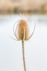 Dry flower. Dry burdock head or burr on grey lake waters background. Natural macro photography