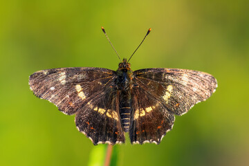 Map Butterfly - Araschnia levana, small beautiful brushfoot butterfly from European meadows and grasslands, Zlin, Czech Republic.