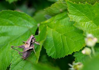 background large grasshopper on green leaves close-up