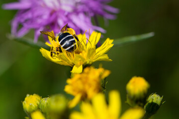 
bee collects nectar from yellow flower close-up back view
