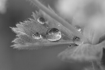 Schwarzweiß, Pflanze, Wassertropfen, Makro, Wasser, Natur, Wassertropfen auf Grashalm