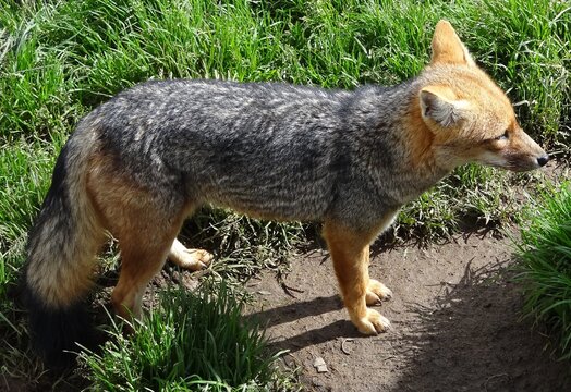 Andean fox or Culpeo (Lycalopex culpaeus) in the peruvian Andes near Cajamarca