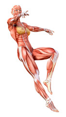 3D Rendering Female Anatomy Figure on White