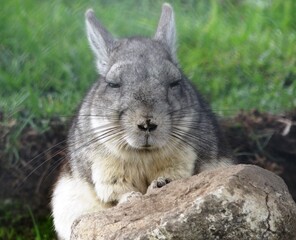 A Northern viscacha (Lagidium peruanum) in the north Peruvian Andes
