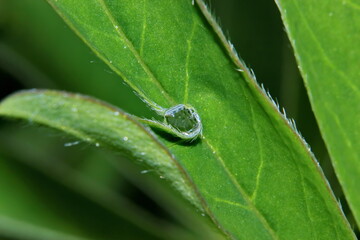 Pflanze, Wassertropfen, Makro, Wasser, Natur,  Tröpfchen, feucht, Regentropfen, Wassertropfen auf Blatt