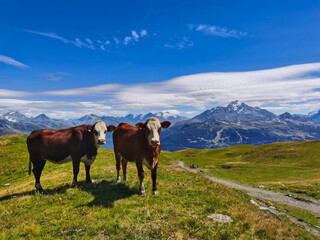 Fototapeta na wymiar Dairy cows in high mountains, french alps 