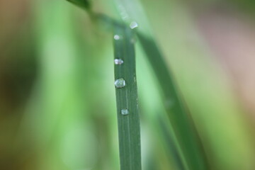 Pflanze, Wassertropfen, Makro, Wasser, Natur,  Tröpfchen, feucht, Regentropfen, Wassertropfen auf Blatt