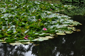 The floating beauty of the lotus flowers in Sapporo Japan