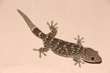 Tokay gecko is a large gecko, reaching a total length (including tail) of up to 30 cm.This species occurs in northeast India, Bhutan, Nepal, and Bangladesh, throughout Southeast Asia.