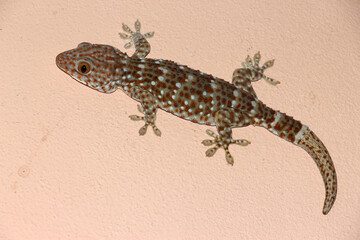 Naklejka premium Tokay gecko is a large gecko, reaching a total length (including tail) of up to 30 cm.This species occurs in northeast India, Bhutan, Nepal, and Bangladesh, throughout Southeast Asia.