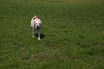 Obraz premium Dog in the Park