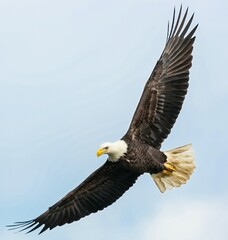 american bald eagle