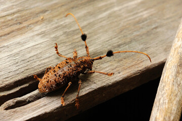 One of the wild animals in the rainy season Found in Southeast Asia.