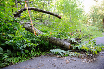 un arbre avec une marque pour être coupé
