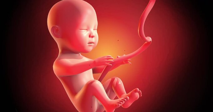Human Baby Fetus Inside Of A Womb. Ready To Give Birth. Slowly Moving. Seamless Loop. Science And Health Related High Quality 4K 3D Animation