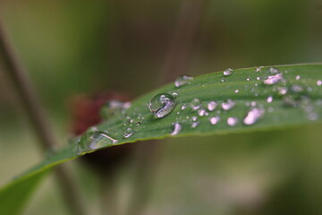 Pflanze, Wassertropfen, Makro, Wasser, Natur,  Tröpfchen, feucht, Regentropfen, Wassertropfen auf Blatt