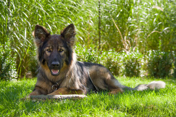 german shepherd on grass