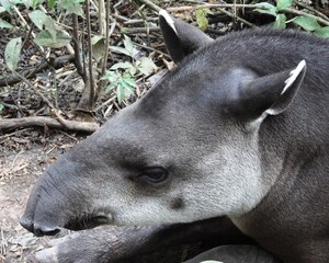 An Amazonian tapir (Tapirus terrestris) near Tarapoto, Peru