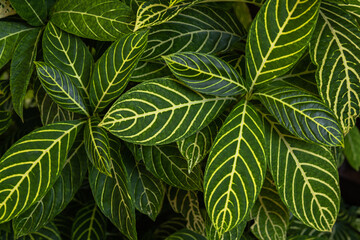 green leaves background