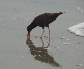 Blackish oystercatcher (Haematopus ater) at a beach south of Lima, Peru