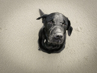 Black labrador with drool and sand on his face sits on the beach and looks at the camera