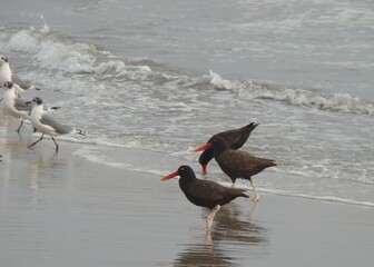 Blackish oystercatcher (Haematopus ater) at a beach south of Lima, Peru