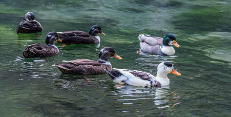 A flock of ducks swiming In the river