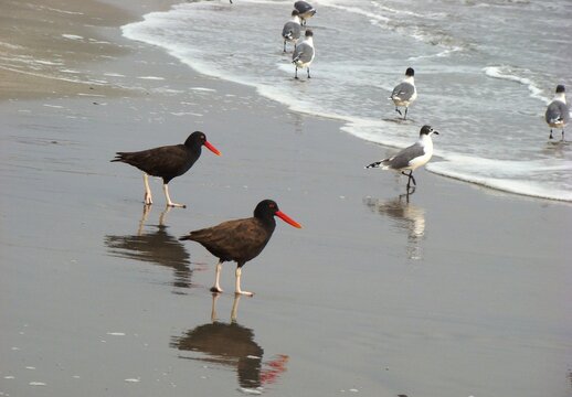 Blackish oystercatcher (Haematopus ater) at a beach south of Lima, Peru