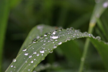Pflanze, Wassertropfen, Makro, Wasser, Natur,  Tröpfchen, feucht, Regentropfen, Wassertropfen auf Grashalm
