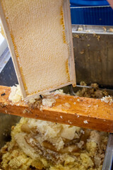 La récolte du miel chez un apiculteur