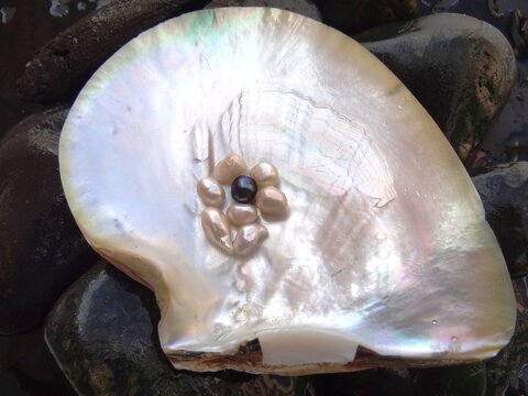 White and black pearls in A Pearl oyster (Pinctada mazatlanica) from Talara, Peru