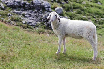 Obraz premium White sheep in mountain meadows