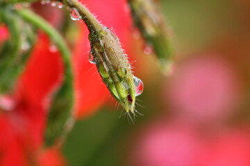 Pflanze, Blume, Wassertropfen, Makro, Wasser, Natur,  Tröpfchen, feucht, Regentropfen, Wassertropfen auf Blatt, Wassertropfen auf Blüte
