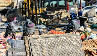 Pigeons standing on the wall
