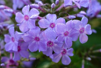A close view of the wet bunch of purple flowers.