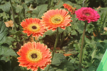 orange gerber flowers