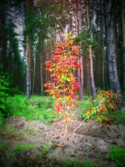 colorfull autumn tree in the forest