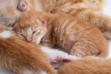 Fototapeta na wymiar Newborn baby kittens drinking milk from their mom breast