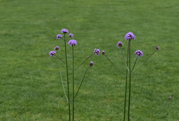 The little purple flowers independent in Sapporo Japan