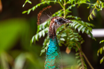 Naklejka premium Peacock Head
