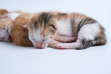 Newborn kittens are sleeping on the white floor