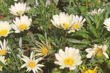 Obraz premium daisies in the garden