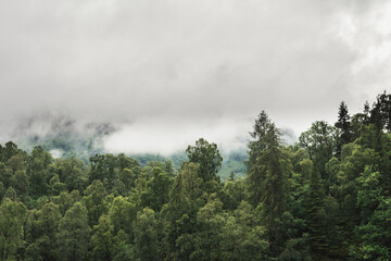 Fototapeta na wymiar Close up of trees with mist