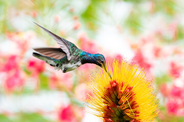 A White-necked Jacobin hummingbird feeding on a Monkey Brush flower.  Hummingbird feeding on tropical flower. Hummingbird with floral background. Bird feeding in a garden 