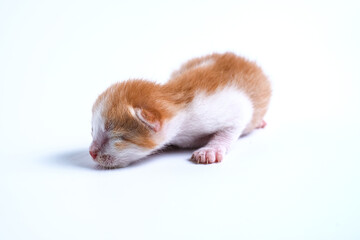 Fototapeta na wymiar Newborn kittens are sleeping on the white floor
